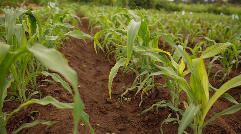 Crop Diversification